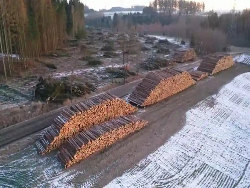 Holzpolterung Rückschnitt
